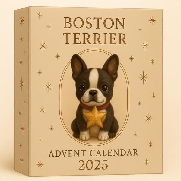 Boston Terrier Adventskalender 2025