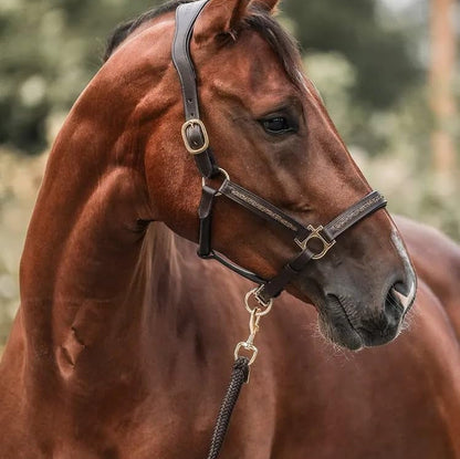 Paarden Adventskalender - 2025