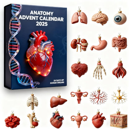 2025 Anatomie Adventskalender